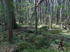 Entoloma indigoferum