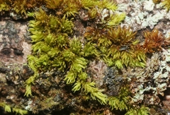 Macromitrium microstomum