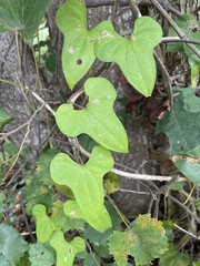 Dioscorea