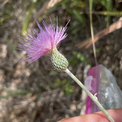 Cirsium texanum