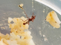 Ammophila wrightii