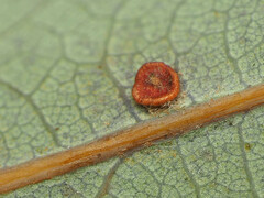 Neuroterus tantulus