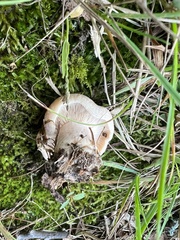 Lactarius pubescens