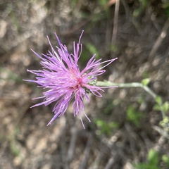 Cirsium texanum