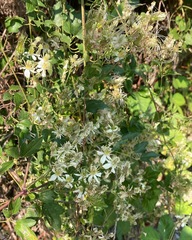 Clematis ligusticifolia