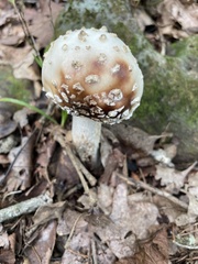 Amanita amerirubescens