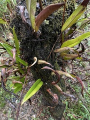 Pyrrosia lingua