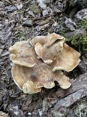 Bondarzewia occidentalis