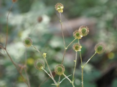 Geum aleppicum