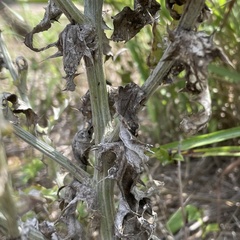 Cirsium texanum
