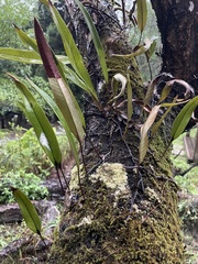 Pyrrosia lingua