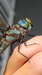 Coryphaeschna ingens