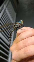 Coryphaeschna ingens