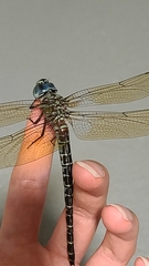 Coryphaeschna ingens