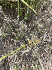 Cirsium texanum