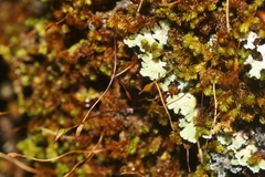 Macromitrium microstomum