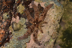 Coscinasterias tenuispina