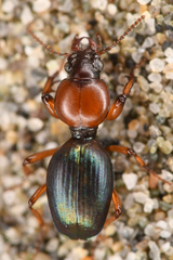 Akephorus obesus