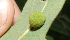 Acraspis quercushirta