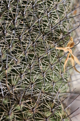 Mammillaria hamata