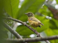 Mionectes oleagineus