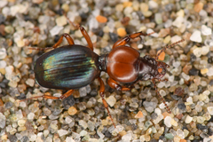 Akephorus obesus