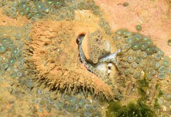 Monoplex parthenopeus