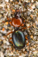 Akephorus obesus