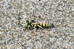 Philanthus