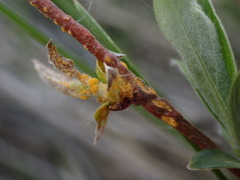 Melampsora epitea