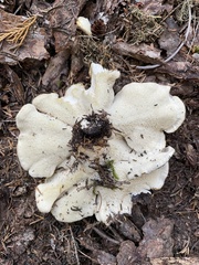 Bondarzewia occidentalis