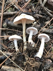 Clitocybaceae