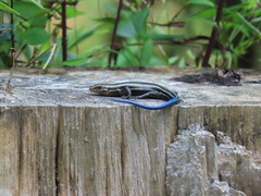 Plestiodon fasciatus