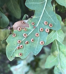 Neuroterus numismalis