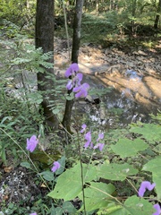 Desmodium