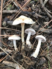 Clitocybaceae