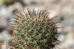 Mammillaria hamata