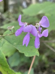 Desmodium