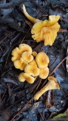 Cantharellus appalachiensis