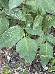 Desmodium