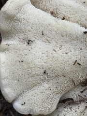 Bondarzewia occidentalis