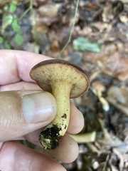 Boletellus chrysenteroides
