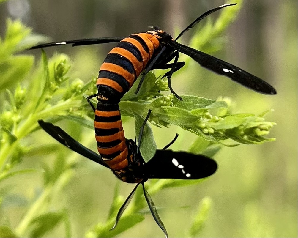 Yellowbanded Wasp Moth from Bainbridge, GA, US on September 7, 2022 at
