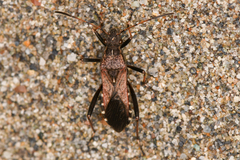 Alydidae