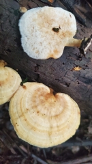 Microporellus obovatus