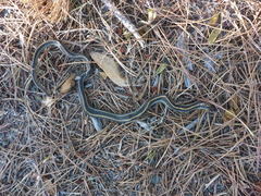 Thamnophis atratus