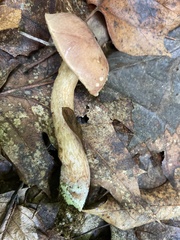 Boletellus chrysenteroides
