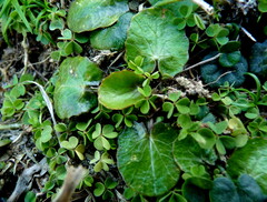 Centella uniflora