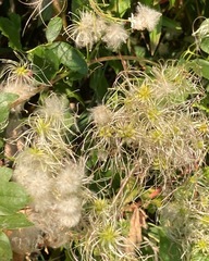 Clematis ligusticifolia