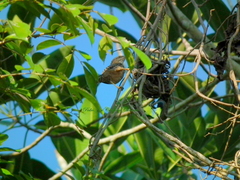 Campylorhynchus zonatus